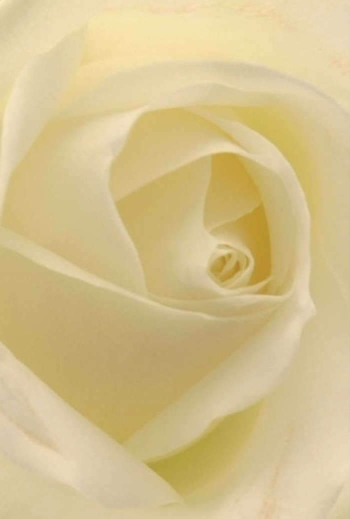 There's a meditative calm that arises from viewing this classic white rose up close-a bloom carefully cultivated by Redbridge florists, designed to evoke tranquility and gentle sophistication in every ruffled petal. Subtle gradations of white and pale cream blend smoothly as natural light flows through the thin, almost translucent petals, as though the flower glows from within, reminiscent of the way sunlight filters through the mature trees along the Roding Valley. The florists' skill is evident in the spiraled core-near-perfect, each curve hinting at a quiet strength and purity that makes this rose a natural fit for heartfelt gestures, whether it's a romantic gift, an offering of apology, or an exquisite centrepiece for a wedding at a local church in Ilford. The interplay of shadow and hue is understated yet dramatic, elevating the bloom's beauty while evoking a feeling of serene resilience-a silent communication of respect or love. The suggestion of a clean, subtle fragrance floats in the air, recalling the freshness of early mornings across Redbridge. This rose, expertly prepared and delivered with care, stands as a versatile and elegant choice for marking life's intimate occasions, embodying the artistry and local touch that define floral design in the community.